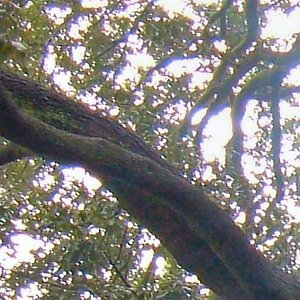 Live Kfjc 2005 (Entire Set)