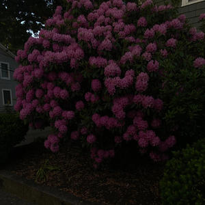 Letting You Go (feat. DHundo) (Explicit)