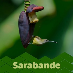 Romanian Folk Dances #5 Romanian Polka