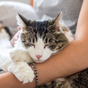 Música Tranquila Para Dormir De Gato