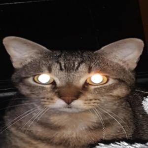 HELLO KITTY!!!(feat. NULLDUA) (Explicit)