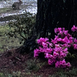 For nothing (feat. Kynlary, Royal & violet) (Explicit)