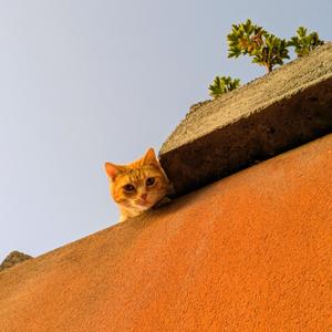 Los gatos de El Sauzal