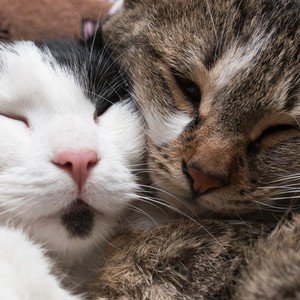 Cats Soothe In Silence