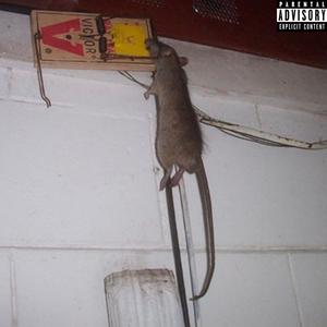 Rat On The Wall