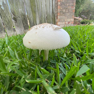 Self control (feat. Luvzxo) (Explicit)