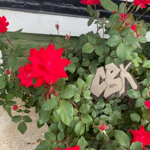 Découverte by Can't Be Krank