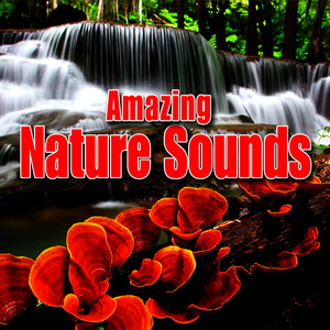 Amazing Nature Sounds