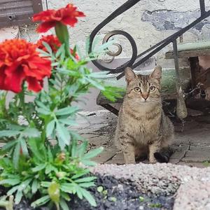 песик і ромашки