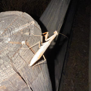 Pro Tools (Explicit)