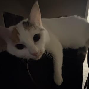 painkillers (feat. december 1st)