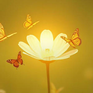 Pequeña luz de mi Alma