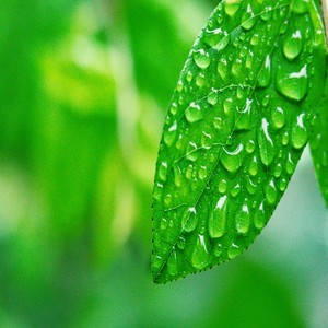 好人多（邀女声） (remix: 陈志强（东北虎）) (Remix)