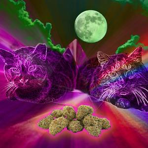 Stray Cats (Explicit)