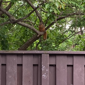 i say sorry (even if it's your fault) (Explicit)