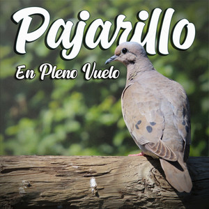 Pajarillo en Pleno Vuelo