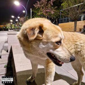 3AM NIGHT WALKS (Explicit)