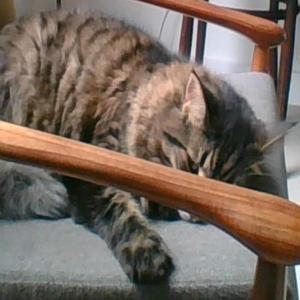 incompetent (Explicit)