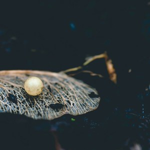 Perlenlichter der Nacht