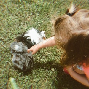 Tote Rosen Im Heaven