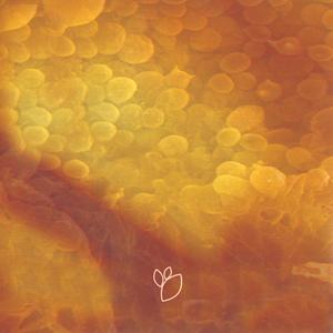 Tryptamine - Aspect Ratio