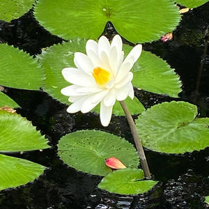 Opening Lotus