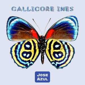 Callicore Ines
