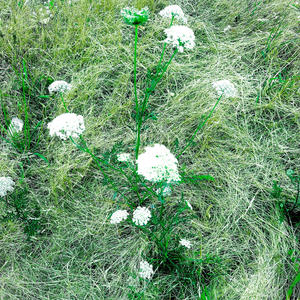 Now or Later (feat. NzambiMana) (Explicit)