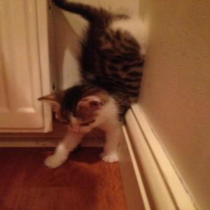 handstand (feat. ilyvisions & fvuls) (Explicit)