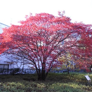 ふるさとの木で森を作ろう (Furusato No Ki De Mori Wo Tsukurou)