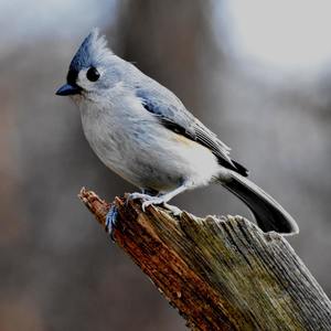 Eliot's Twitter (Original)