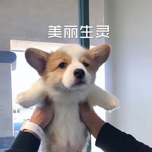 梦渡 (经典版)
