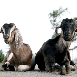 Barely Grazed (Explicit)