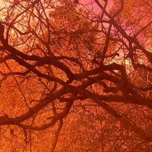 the felony was worth it (Explicit)