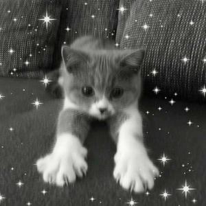 Котята (feat. 5mewmet) (Explicit)