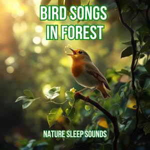 Bird Songs in Forest