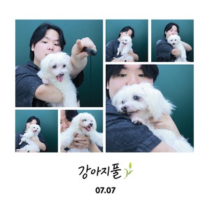 강아지풀(feat.오비우스 (obviouxx)) (狗尾巴草)