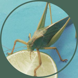 Lemongrass Hopper