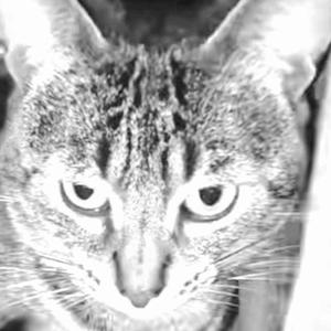 (cara) o xruz (Explicit)