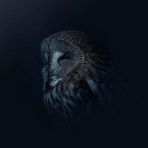 Swan Song (feat. Fredrik Saroea)