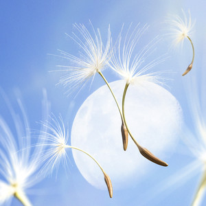 민들레 (Dandelion)