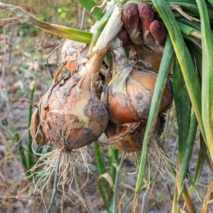 Onion Route (Explicit)