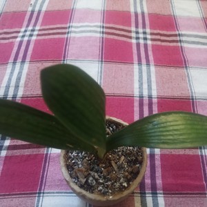 难道爱一个人有错吗