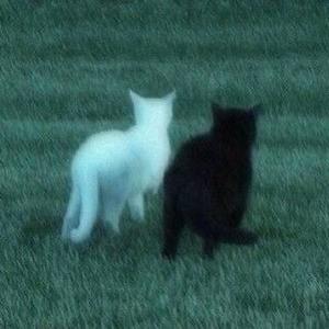 zwei katzen