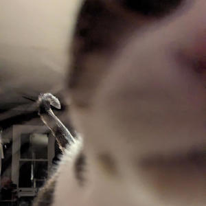 schizo ramblings (feat. lil rexford & king chimp von) (Explicit)