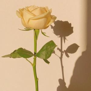 关于夏至风起时 (Above The Summer)