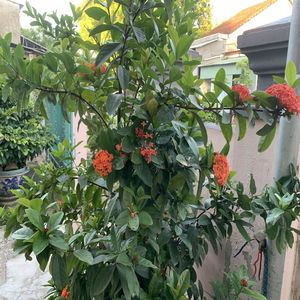 Ixora flower (Explicit)