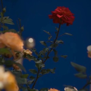 和你 (温柔女版)