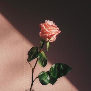 Rattlesnake (Mirage Edition) (Explicit)