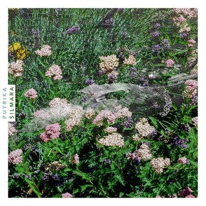 Wildflowers